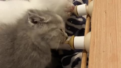 cute kitten drinking milk from bottle like baby