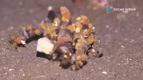 Decorator Crab in night dive.