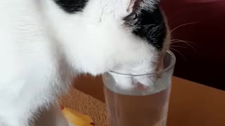 My cat Cheda drinking water from a glass... again!