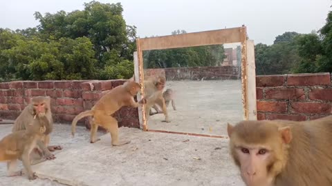 Monkey vs mirror funny video 0786 can't Stop laughing