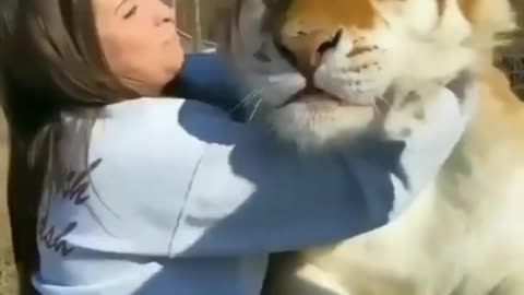 Tiger love a woman