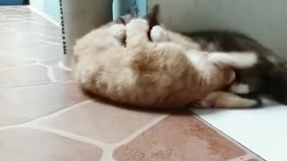 2 Kittens Love Each Other