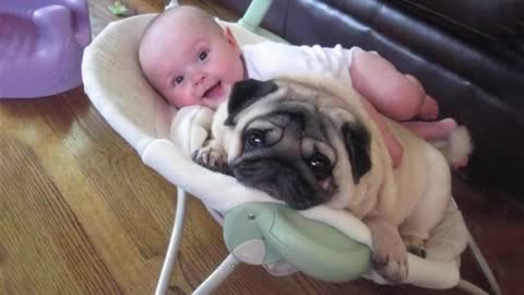 Cute Dogs and Babies are Best Friends 🐶👶 Dogs Babysitting Babies Video