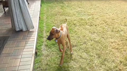 Ridgeback playing