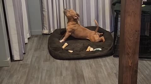 Dog Looks Like He's Doing Yoga