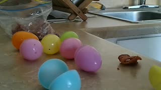 Brimleyminidachshund Easter Egg Hunt Part 1