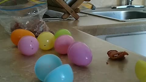 Brimleyminidachshund Easter Egg Hunt Part 1