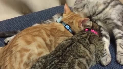 3 Three Cats Sleeping Together