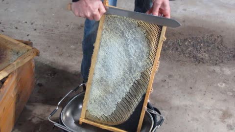 Honey Spinning in Winter