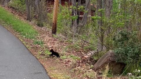 Tiny Black Bear Cubs Prance Across