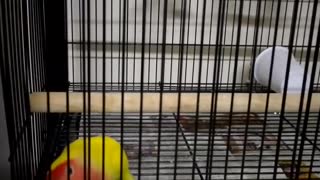 Clever Bird Escapes from Cage