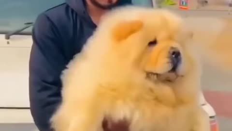 World healthest CHOW CHOW DOG 🐕❤️