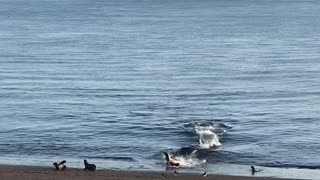 Female Orca Whale Successfully Claims a Meal