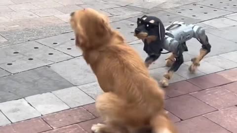 Dog reaction to robotdog is just crazy😂😂😂💀
