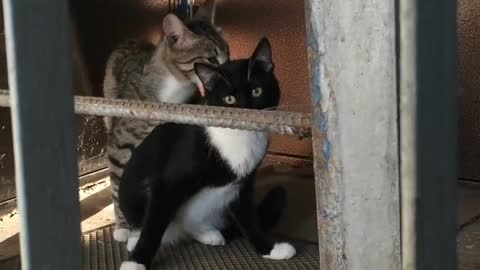 Cats doing sex ( you not stop laughing)