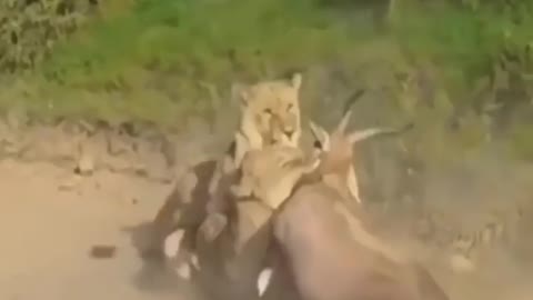 Lion deer cach fighting #Lion_deer_cach_fighting #animals_Nuture #animals_nuture#Lion#deer #recpect