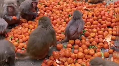 Monkey drama