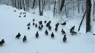 Wild ducks walk in the snow.