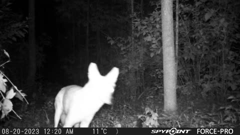 Coyote at Night