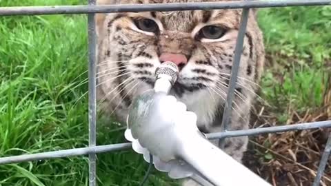 Wild Cat Hissing Meowing to Check his Health