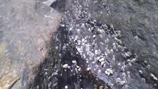 Entre as pedras do mar, há vários caracóis pequenos grudados na mesma [Nature & Animals]