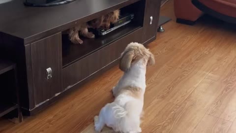 Nice funny dog video