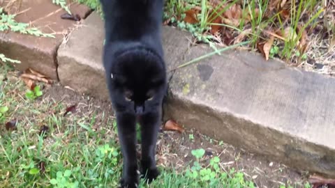 A Very Talkative Friendly Black Cat