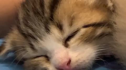 bubi family - sleeping kittens