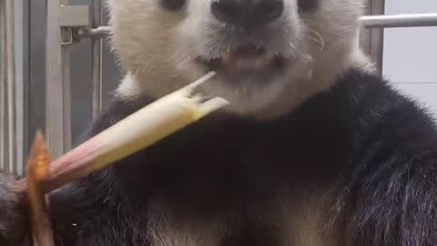 The panda eats bamboo shoots