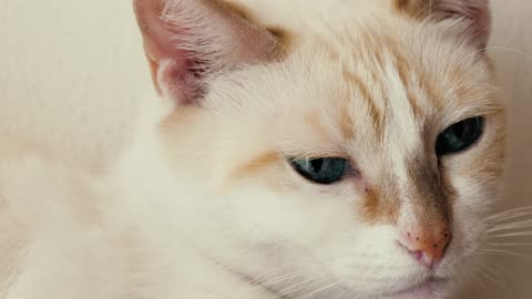 White, blue-eyed cat