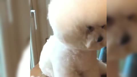 Bichon Frise's hair is too explosive, it's time to fix it
