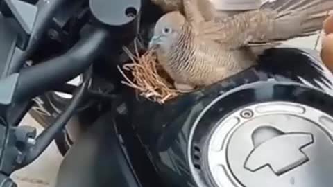 Cute little bird makes its nest on a man's motorcycle and impresses