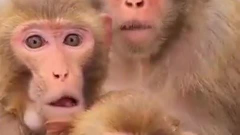 monkey baby #cute #monkey #short comedy video#short #shortsvideo #shorts #funny