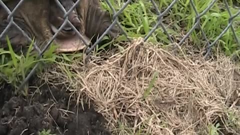 Snapping Turtle Gets Help