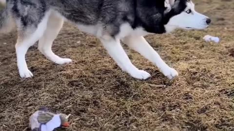 Husky Ancestor Instinct