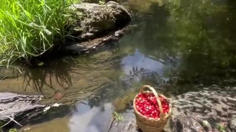 picking wild strawberries in the forest🍓🐕