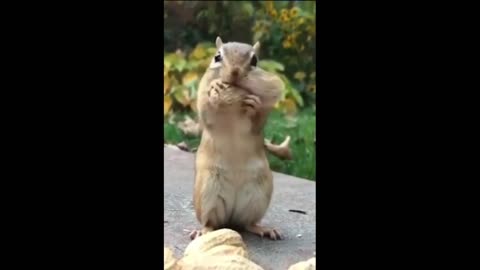 very funny greedy squirrel