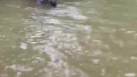 Man Rescues Dog From Being Drowned by Kangaroo || ViralHog