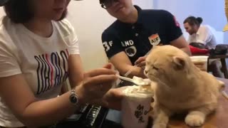 The most famous Vietnamese cats eat ice cream