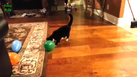 Funny moments - Cats vs Balloons