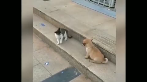 Funny cat playing