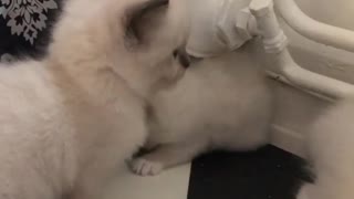Small Kittens Found Milk