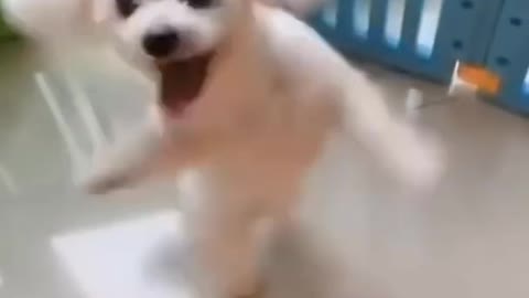 Dancer Puppy Dog