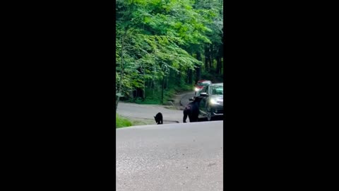 Curious mama bear & cubs wander up to cars in Smoky mountains #shorts.mp4