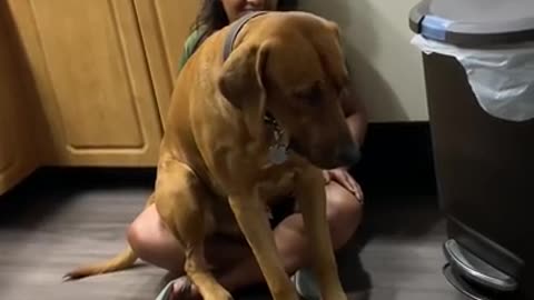 Moyo my Rhodesian Ridgeback thinks hes a lap dog