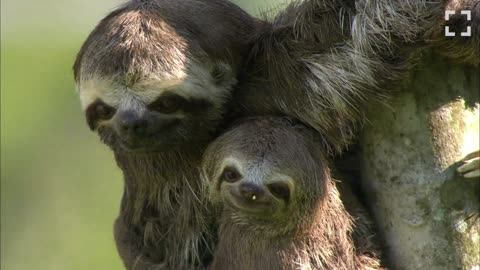 45 Seconds of Sloths!