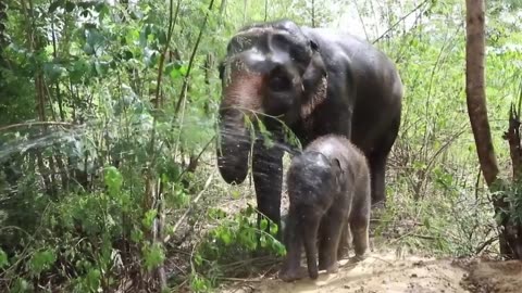 15 Mind boggling Elephant Assaults and Collaborations Got On Camera!