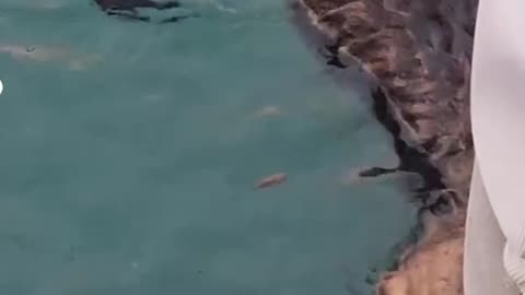 An adorable otters quickly sneaking away