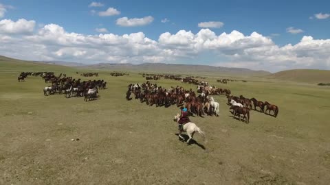 Epic herd of horses shot by drone in mongolia in endless steppes (rare)