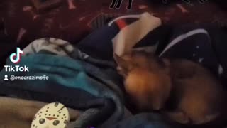 JASON VOORHEE'S & MAC THE CHIHUAHUA